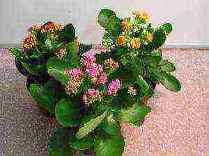 how to grow blooming Kalanchoe at home