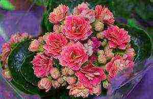 how to grow blooming Kalanchoe at home