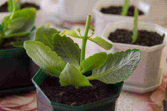 how to grow blooming Kalanchoe at home
