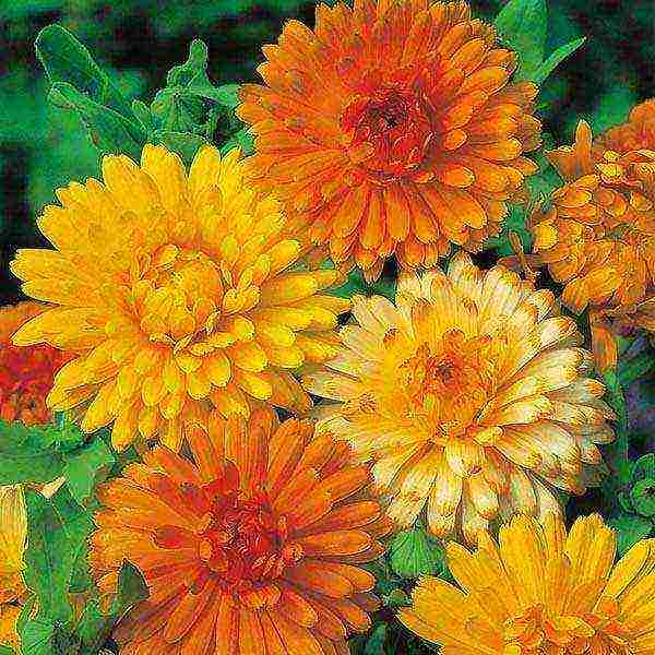 how to grow calendula from seeds at home