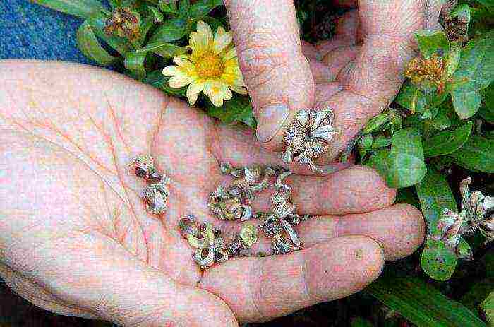 how to grow calendula from seeds at home