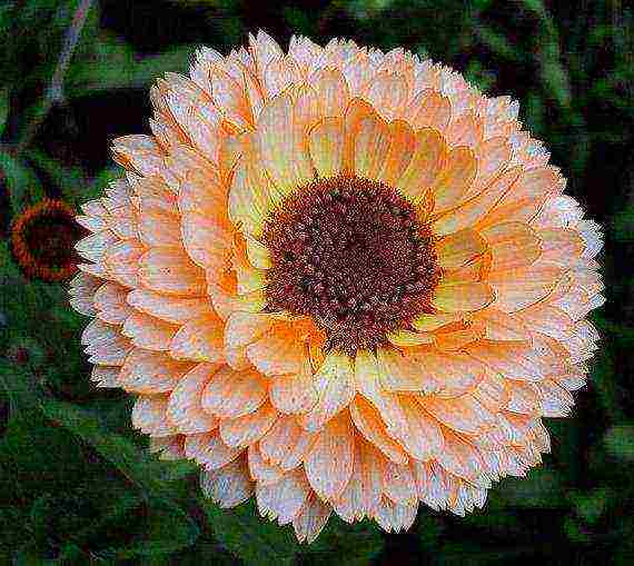 how to grow calendula from seeds at home