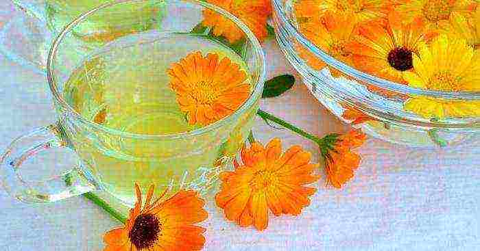 how to grow calendula from seeds at home