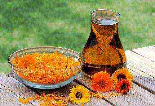 how to grow calendula from seeds at home