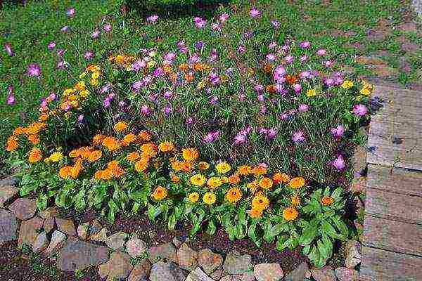 how to grow calendula from seeds at home