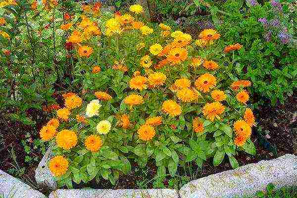 how to grow calendula from seeds at home