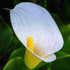 how to grow calla lilies at home from seeds