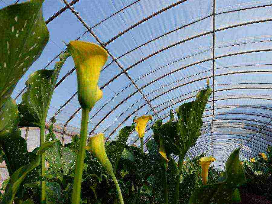 how to grow calla lilies at home from seeds