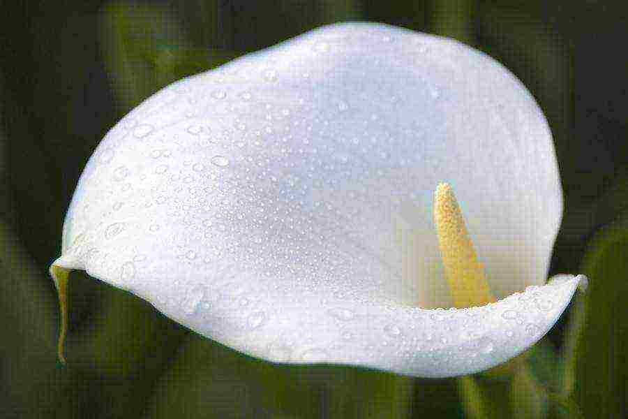 kung paano palaguin ang mga calla lily sa bahay mula sa mga binhi