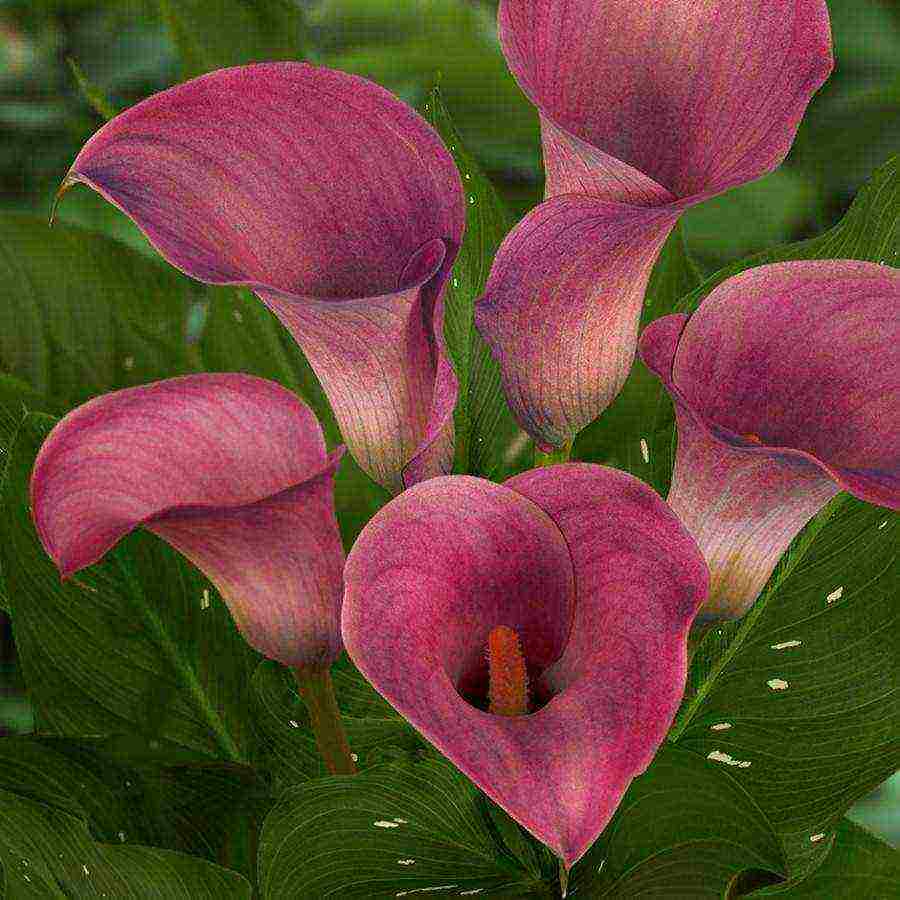 how to grow calla lilies at home from seeds