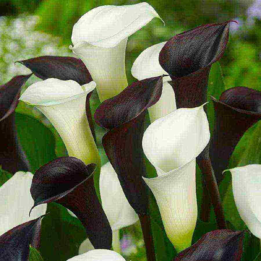 how to grow calla lilies at home from seeds