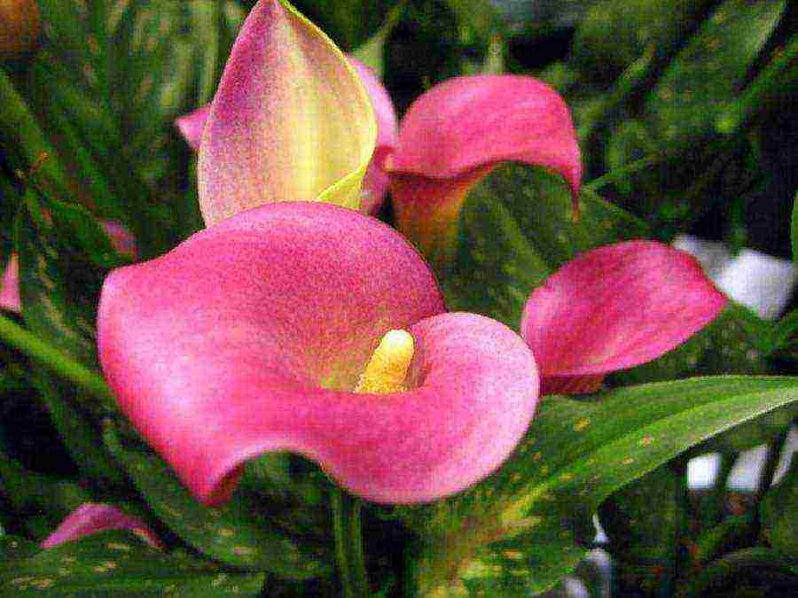 how to grow calla lilies at home from seeds