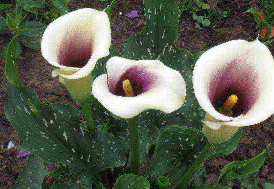 how to grow calla lilies at home from seeds