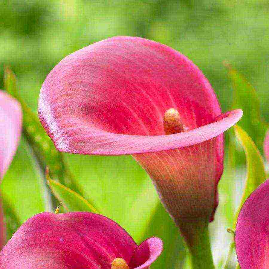 how to grow calla lilies at home from seeds