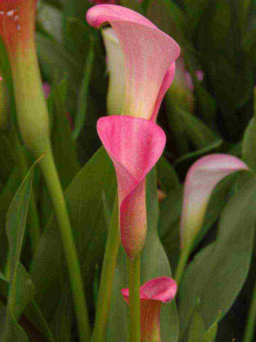 kung paano palaguin ang mga calla lily sa bahay mula sa mga binhi