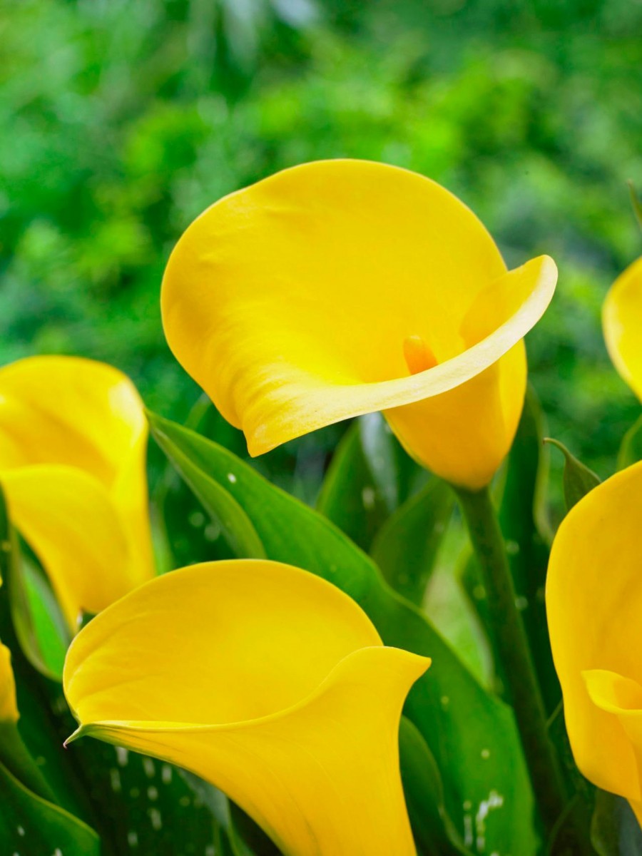 how to grow calla lilies at home from seeds