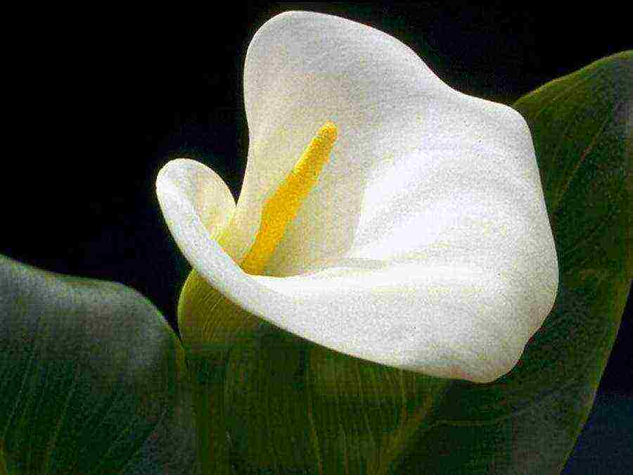 kung paano palaguin ang mga calla lily sa bahay mula sa mga binhi