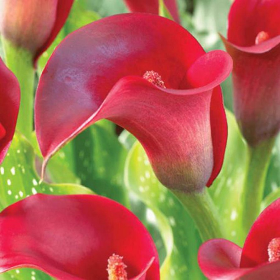 how to grow calla lilies at home from seeds