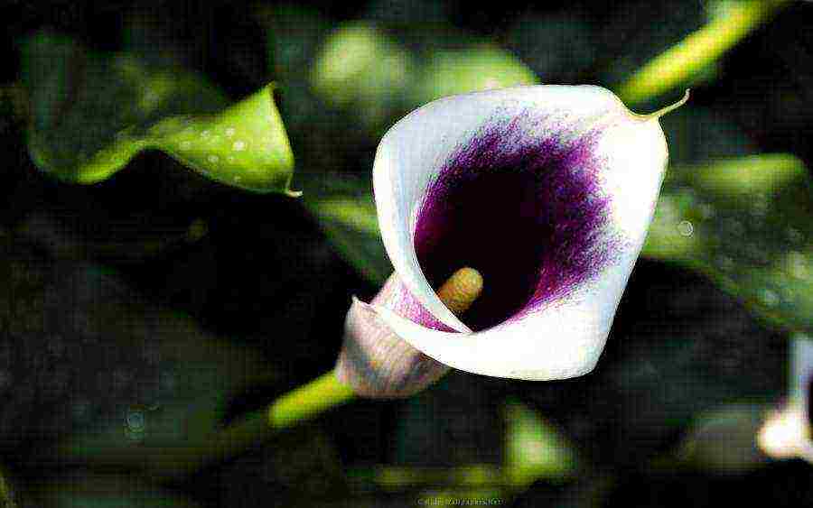 how to grow calla lilies at home from seeds