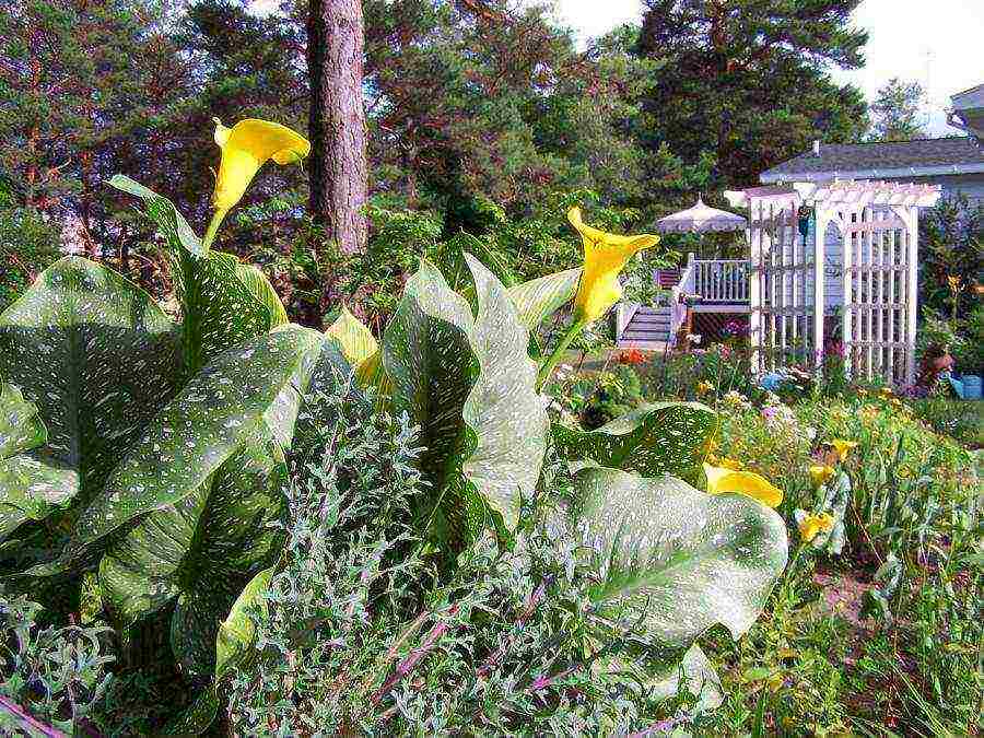 kung paano palaguin ang mga calla lily sa bahay mula sa mga binhi