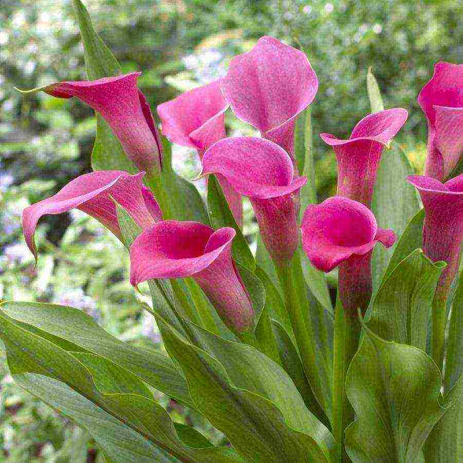 how to grow calla lilies at home from seeds