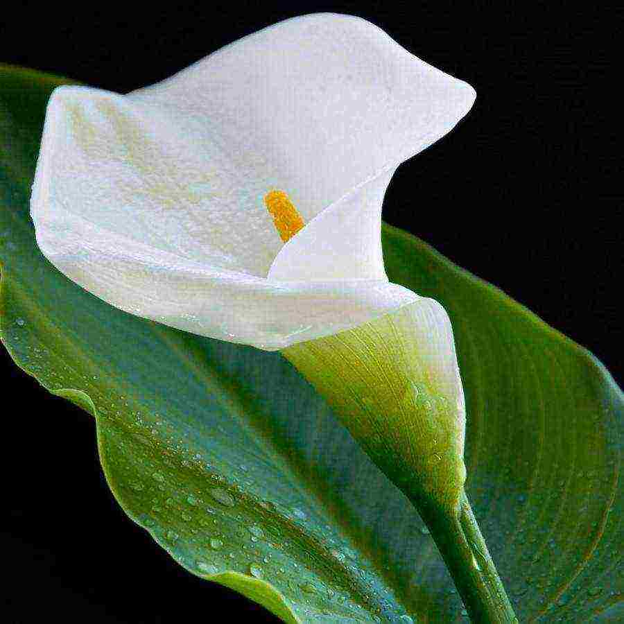 kung paano palaguin ang mga calla lily sa bahay mula sa mga binhi