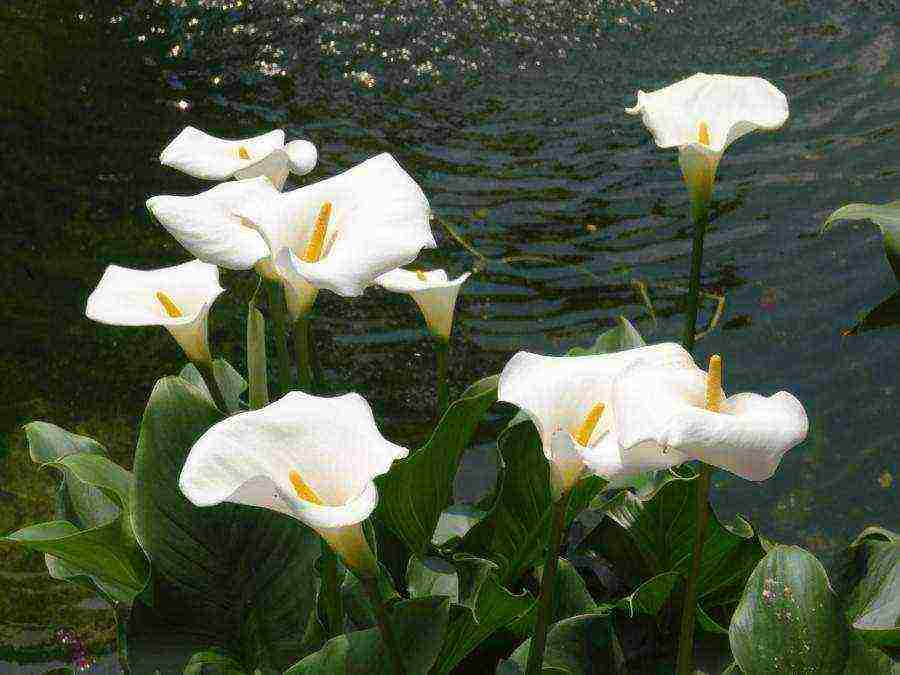 how to grow calla lilies at home from seeds