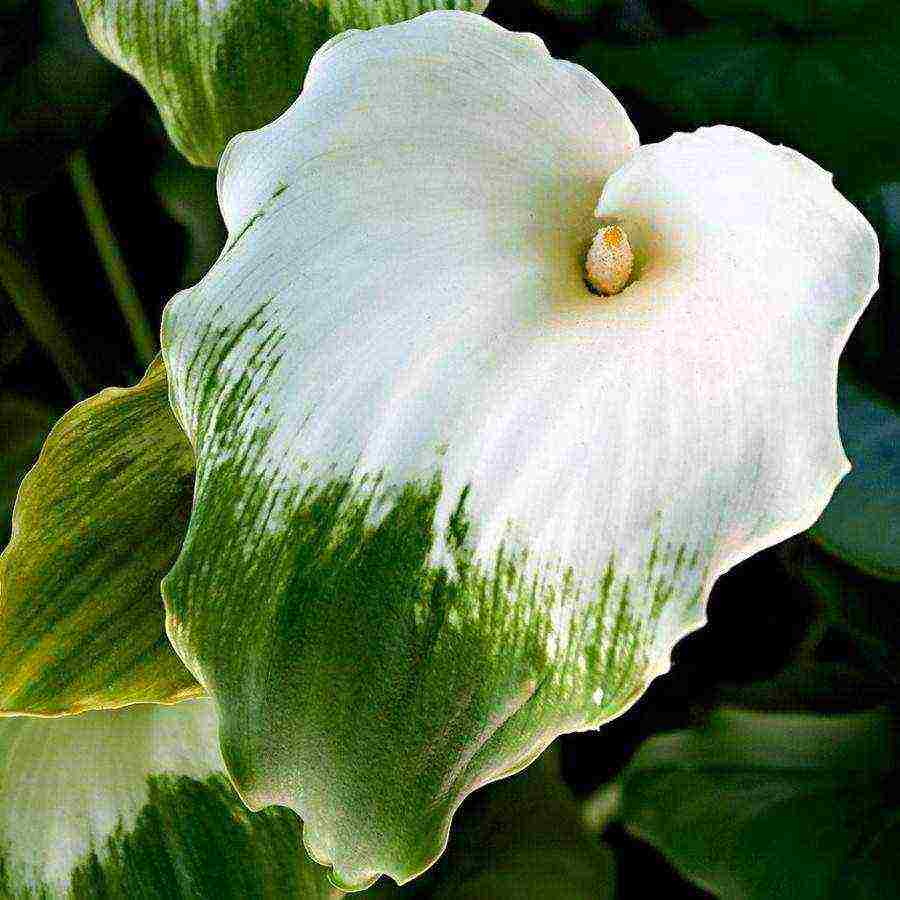 how to grow calla lilies at home from seeds