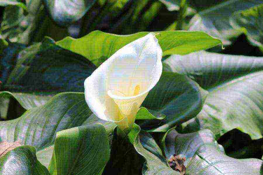 how to grow calla lilies at home from seeds