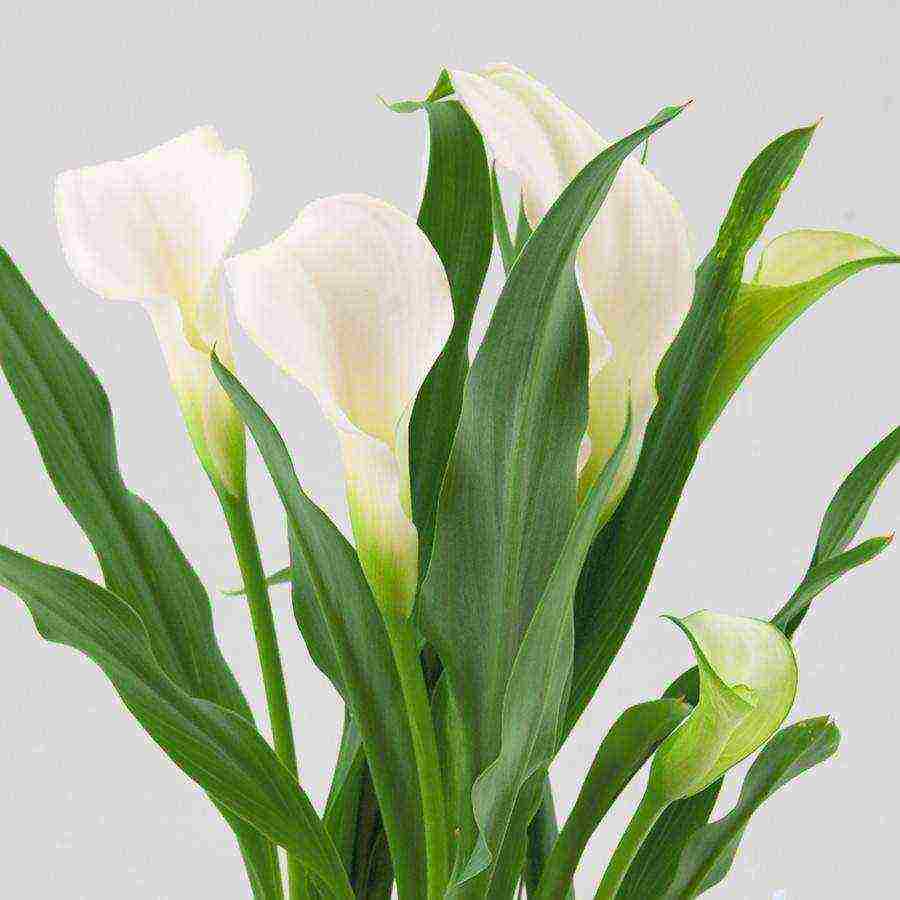 how to grow calla lilies at home from seeds