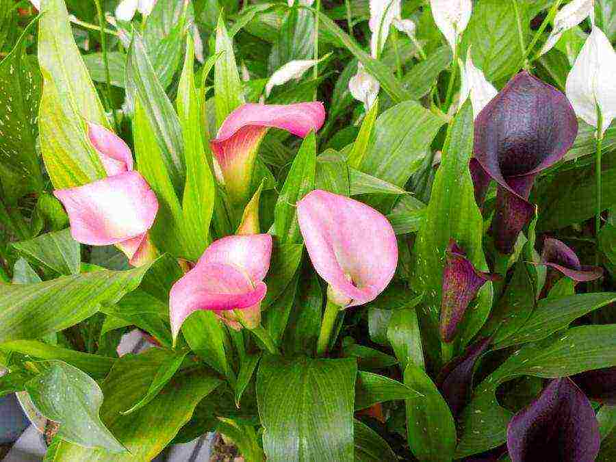 how to grow calla lilies at home from seeds