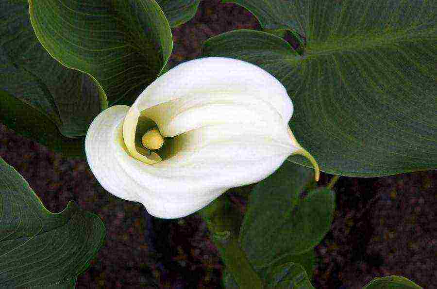 how to grow calla lilies at home from seeds