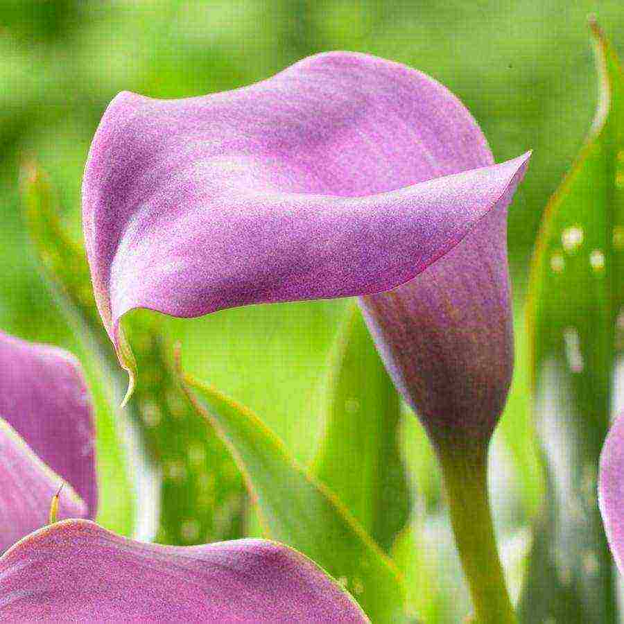 kung paano palaguin ang mga calla lily sa bahay mula sa mga binhi