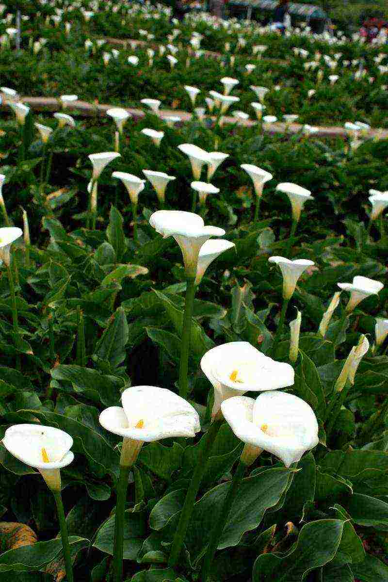 kung paano palaguin ang mga calla lily sa bahay mula sa mga binhi