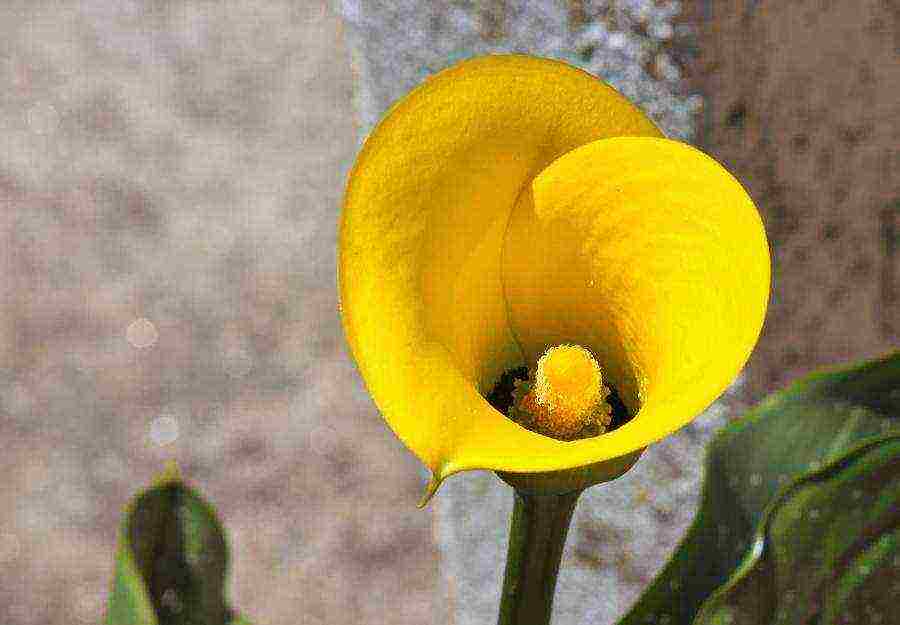 kung paano palaguin ang mga calla lily sa bahay mula sa mga binhi