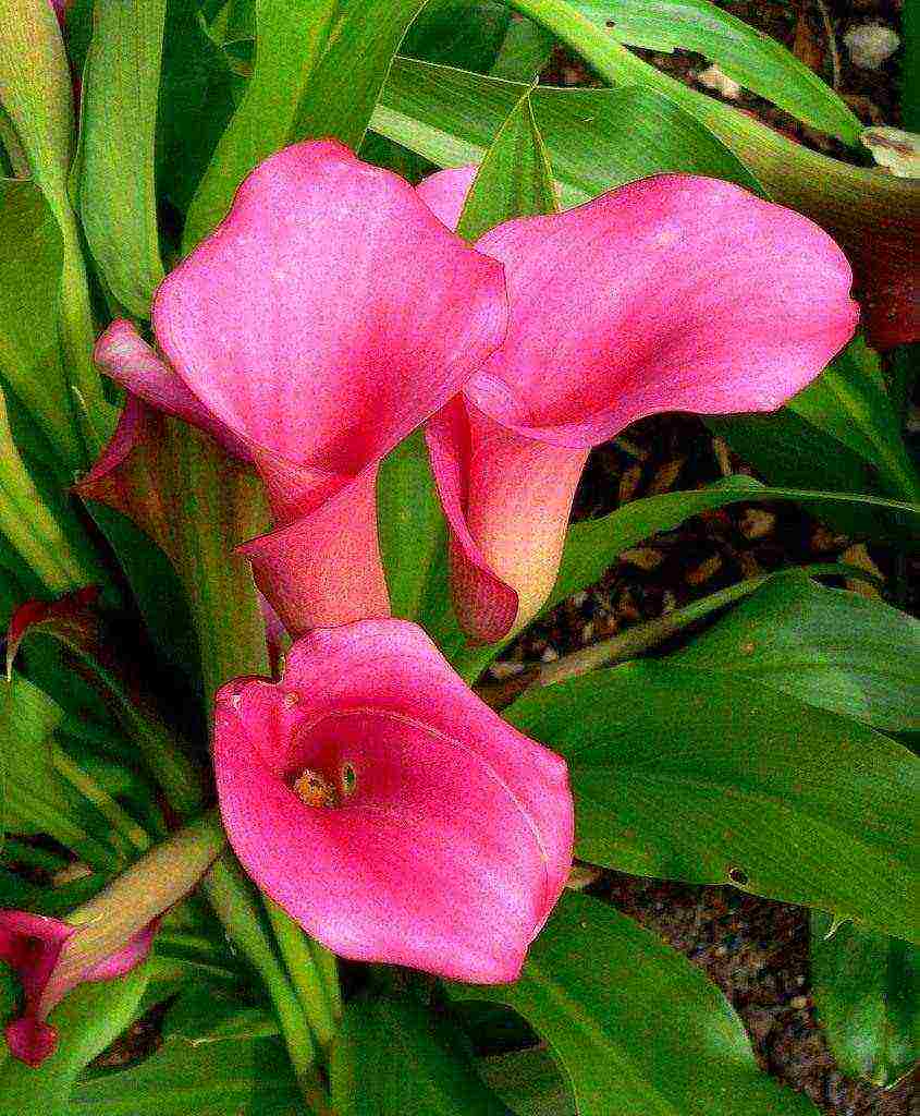 kung paano palaguin ang mga calla lily sa bahay mula sa mga binhi