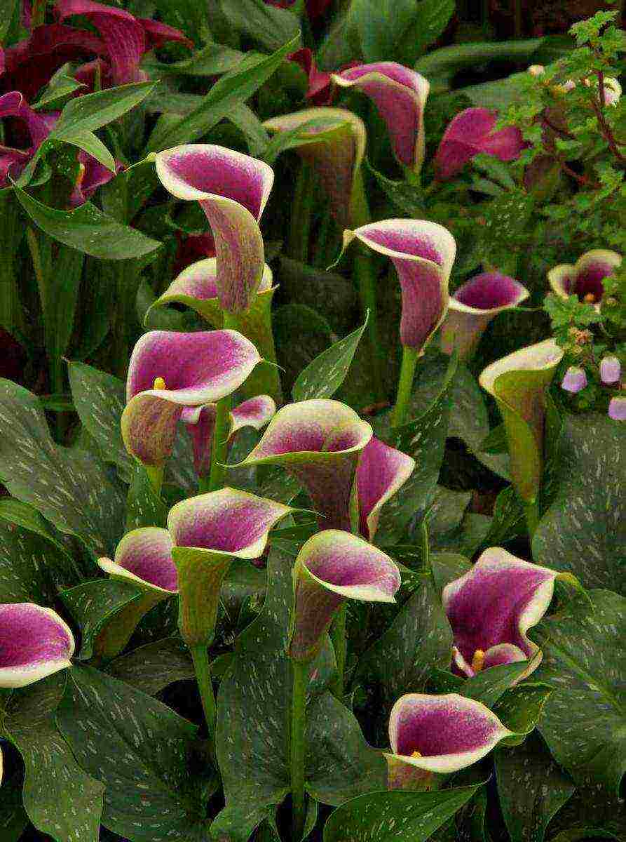 how to grow calla lilies at home from seeds