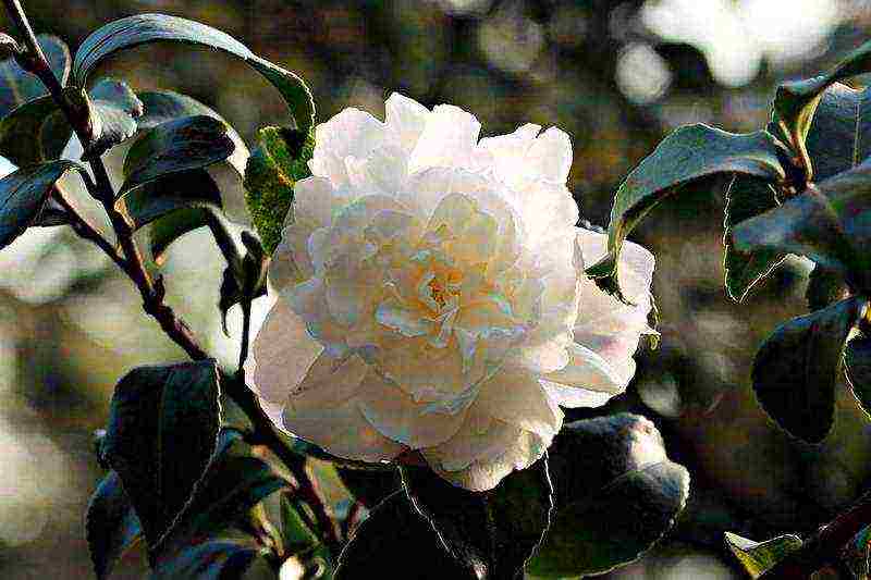 how to grow camellia at home