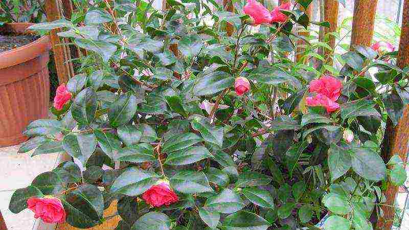 how to grow camellia at home