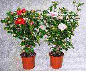 how to grow camellia at home