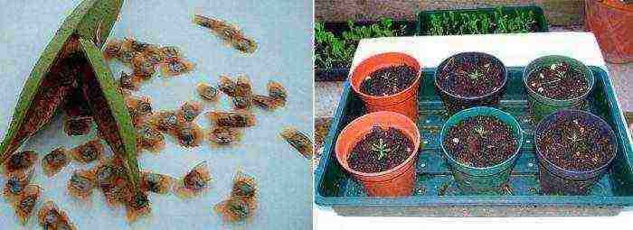 how to grow kampsis at home