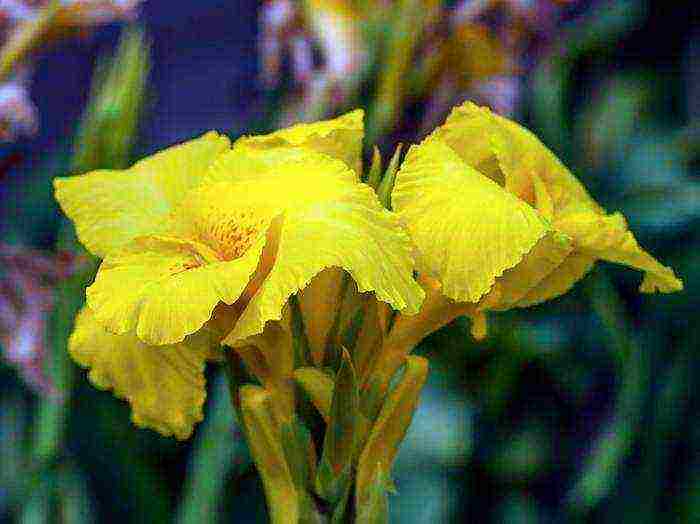 how to grow canna from seeds at home