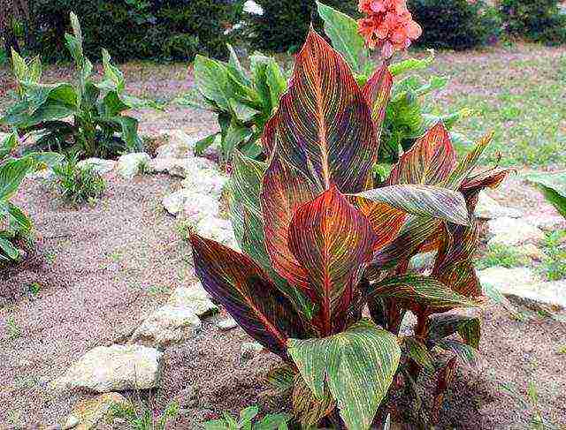 kung paano palaguin ang canna mula sa mga binhi sa bahay