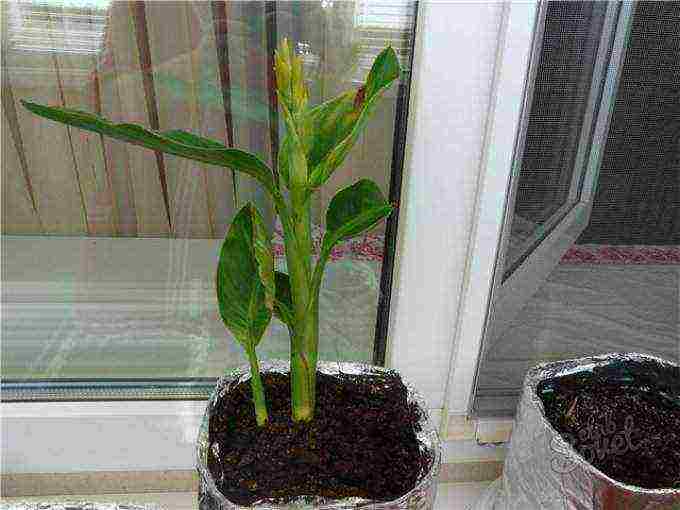how to grow canna from seeds at home
