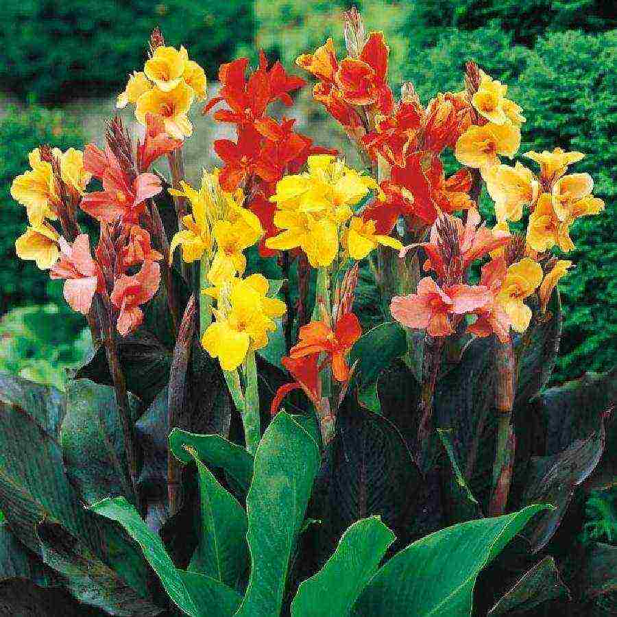 how to grow canna from seeds at home