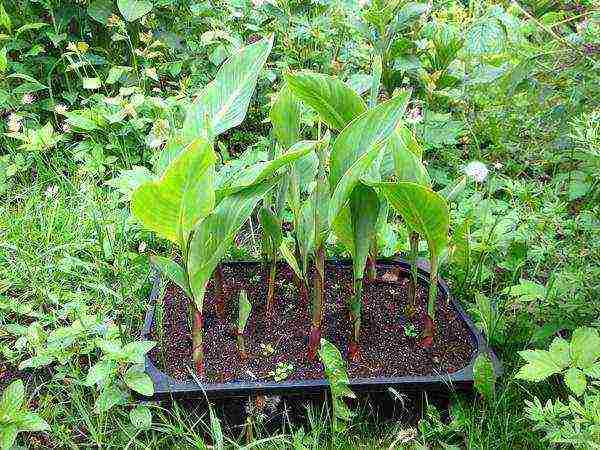 how to grow canna from seeds at home