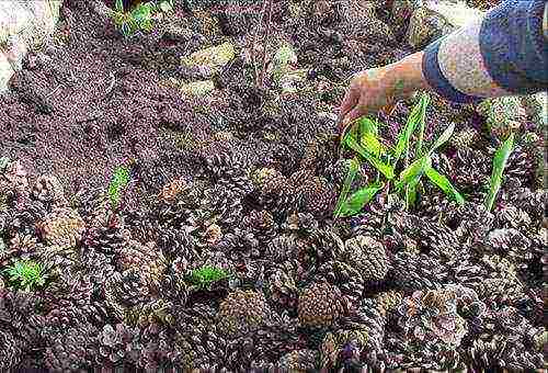 kung paano palaguin ang canna mula sa mga binhi sa bahay