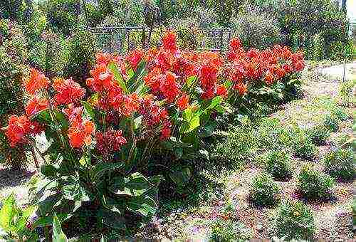 how to grow canna from seeds at home