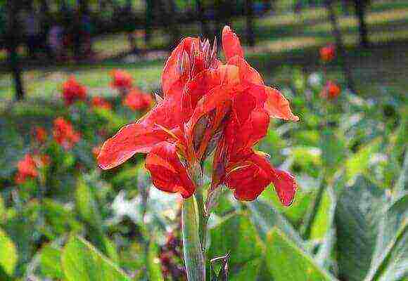 kung paano palaguin ang canna mula sa mga binhi sa bahay