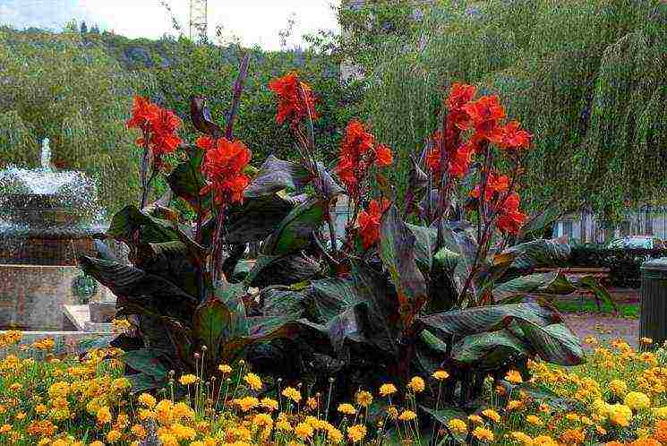 how to grow canna from seeds at home